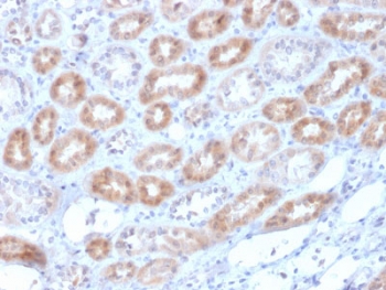 IHC testing of FFPE human kidney with Renalase antibody (clone RNLS/1940). HIER: boil tissue sections in pH6, 10mM citrate buffer, for 10-20 min followed by cooling at RT for 20 min.~