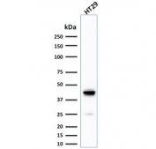 Western blot testing of human HT29 cell lysate with Cytokeratin 20 antibody (clone KRT20/1992). Predicted molecular weight ~46 kDa.