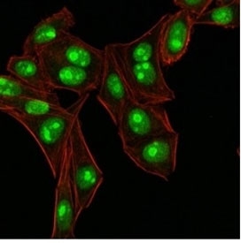 Immunofluorescent staining of human HeLa cells with Nucleophosmin antibody (clone NA24, green) and phalloidin (red).~