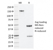 SDS-PAGE analysis of purified, BSA-free Nucleophosmin antibody (clone NA24) as confirmation of integrity and purity.