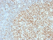 IHC testing of FFPE human tonsil with OCT-2 antibody (clone OCT2/2136). HIER: boil tissue sections in pH6, 10mM citrate buffer, for 10-20 min followed by cooling at RT for 20 min.