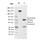 SDS-PAGE analysis of purified, BSA-free OCT-2 antibody (clone OCT2/2136) as confirmation of integrity and purity.