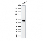 Western blot testing of human Ramos lysate with OCT-2 antibody (clone OCT2/2137). Expected molecular weight: isoforms from 43~62 kDa.