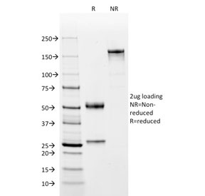 SDS-PAGE analysis of purified, BSA-free OCT-2 antibody (clone OCT2/2137) as confirmation of integrity and purity.
