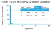 Analysis of HuProt(TM) microarray containing more than 19,000 full-length human proteins using Podocalyxin antibody (clone PODXL/2185). These results demonstrate the foremost specificity of the PODXL/2185 mAb. Z- and S- score: The Z-score represents the strength of a signal that an antibody (in combination with a fluorescently-tagged anti-IgG secondary Ab) produces when binding to a particular protein on the HuProt(TM) array. Z-scores are described in units of standard deviations (SD's) above the mean value of all signals generated on that array. If the targets on the HuProt(TM) are arranged in descending order of the Z-score, the S-score is the difference (also in units of SD's) between the Z-scores. The S-score therefore represents the relative target specificity of an Ab to its intended target.