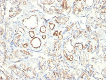IHC testing of FFPE human placenta with Podo