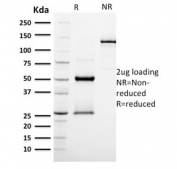 SDS-PAGE analysis of purified, BSA-free Podocalyxin antibody (clone PODXL/2185) as confirmation of integrity and purity.