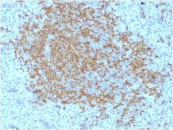 IHC testing of FFPE human spleen with BOB1 antibody (clone BOB1/2423). HIER: boil tissue sections in pH6, 10mM citrate buffer, for 10-20 min followed by cooling at RT for 20 min.~