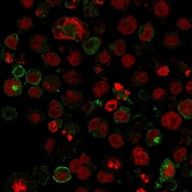 Immunofluorescent staining of human K562 cells with GUT1 antibody (green, clone GLUT1/2475) and Reddot nuclear stain (red).