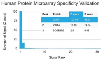Analysis of HuProt(TM) microarray containing more than 19,000 full-length human proteins using GLUT1 antibody (clone GLUT1/2476). These results demonstrate the foremost specificity of the GLUT1/2476 mAb.<BR>Z- and S- score: The Z-score represents the strength of a signal that an antibody (in combination with a fluorescently-tagged anti-IgG secondary Ab) produces when binding to a particular protein on the HuProt(TM) array. Z-scores are described in units of standard deviations (SD's) above the mean value of all signals generated on that array. If the targets on the HuProt(TM) are arranged in descending order of the Z-score, the S-score is the difference (also in units of SD's) between the Z-scores. The S-score therefore represents the relative target specificity of an Ab to its intended target.