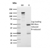 SDS-PAGE analysis of purified, BSA-free GLUT1 antibody (clone GLUT1/2476) as confirmation of integrity and purity.