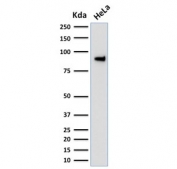 Western blot testing of human HeLa cell lysate with TLE1 antibody (clone TLE1/2051). Predicted molecular weight ~83 kDa.