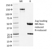SDS-PAGE analysis of purified, BSA-free TLE1 antibody (clone TLE1/2051) as confirmation of integrity and purity.