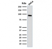 Western blot testing of human HeLa cell lysate with TLE1 antibody (clone TLE1/2062). Predicted molecular weight ~83 kDa.