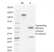 SDS-PAGE analysis of purified, BSA-free TLE1 antibody (clone TLE1/2062) as confirmation of integrity and purity.