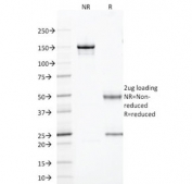 SDS-PAGE analysis of purified, BSA-free TLE1 antibody (clone TLE1/2085) as confirmation of integrity and purity.