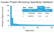 Analysis of HuProt(TM) microarray containing more than 19,000 full-length human proteins using PMEL17 antibody (clone PMEL/2037). These results demonstrate the foremost specificity of the PMEL/2037 mAb. Z- and S- score: The Z-score represents the strength of a signal that an antibody (in combination with a fluorescently-tagged anti-IgG secondary Ab) produces when binding to a particular protein on the HuProt(TM) array. Z-scores are described in units of standard deviations (SD's) above the mean value of all signals generated on that array. If the targets on the HuProt(TM) are arranged in descending order of the Z-score, the S-score is the difference (also in units of SD's) between the Z-scores. The S-score therefore represents the relative target specificity of an Ab to its intended target.