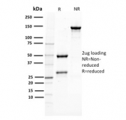 SDS-PAGE analysis of purified, BSA-free PMEL17 antibody (clone PMEL/2037) as confirmation of integrity and purity.