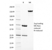 SDS-PAGE analysis of purified, BSA-free Melanoma gp100 antibody (clone PMEL/2038) as confirmation of integrity and purity.