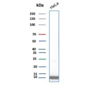 Western blot testing of human HeLa cell lysate with Ubiquitin antibody (clone UBB/1748). Expected molecular weight ~9 kDa.