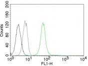 Flow cytometry testing of Jurkat cells and Alexa Fluor 488 conjugated Vimentin antibody (green), cells alone (black) and isotype control (gray).