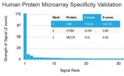 Analysis of HuProt(TM) microarray containing more than 19,000 full-length human proteins using Vimentin antibody (clone VM452). These results demonstrate the foremost specificity of the VM452 mAb. Z- and S- score: The Z-score represents the strength of a signal that an antibody (in combination with a fluorescently-tagged anti-IgG secondary Ab) produces when binding to a particular protein on the HuProt(TM) array. Z-scores are described in units of standard deviations (SD's) above the mean value of all signals generated on that array. If the targets on the HuProt(TM) are arranged in descending order of the Z-score, the S-score is the difference (also in units of SD's) between the Z-scores. The S-score therefore represents the relative target specificity of an Ab to its intended target.