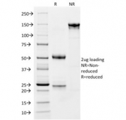 SDS-PAGE analysis of purified, BSA-free CD163 antibody (clone M130/1210) as confirmation of integrity and purity.