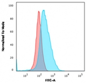 Flow cytometry testing of human U-2 OS cells with CD40 antibody (clone C40/2383); Red=isotype control, Blue= CD40 antibody.