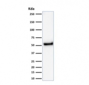 Western blot testing of human HeLa cell lysate with recombinant p53 antibody (clone rTP53/1739). Expetected molecular weight ~53 kDa.