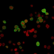 Immunofluorescent staining of PFA-fixed human Jurkat cells with ZAP70 antibody (green, clone ZAP70/2035) and Reddot nuclear stain (red).