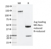 SDS-PAGE analysis of purified, BSA-free ZAP70 antibody (clone ZAP70/2035) as confirmation of integrity and purity.