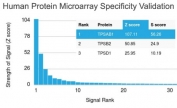 Analysis of HuProt(TM) microarray containing more than 19,000 full-length human proteins using TPSAB1 antibody (clone TPSAB1/1961). These results demonstrate the foremost specificity of the TPSAB1/1961 mAb. Z- and S- score: The Z-score represents the strength of a signal that an antibody (in combination with a fluorescently-tagged anti-IgG secondary Ab) produces when binding to a particular protein on the HuProt(TM) array. Z-scores are described in units of standard deviations (SD's) above the mean value of all signals generated on that array. If the targets on the HuProt(TM) are arranged in descending order of the Z-score, the S-score is the difference (also in units of SD's) between the Z-scores. The S-score therefore represents the relative target specificity of an Ab to its intended target.
