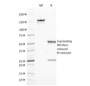 SDS-PAGE analysis of purified, BSA-free ZAP70 antibody (clone ZAP70/2046) as confirmation of integrity and purity.