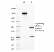 SDS-PAGE analysis of purified, BSA-free ZAP70 antibody (clone ZAP70/2047) as confirmation of integrity and purity.