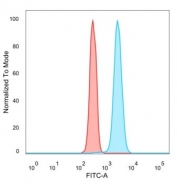 Flow cytometry testing of PFA-fixed human HeLa cells with p63 antibody (clone TP63/2428); Red=isotype control, Blue= p63 antibody.