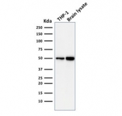 Western blot testing of human THP1 and human brain lysate with ATG5 antibody (clone ATG5/2101). Expected molecular weight ATG5: ~32 kDa; ATG5/ATG12 heterodimer: ~56 kDa.