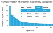 Analysis of HuProt(TM) microarray containing more than 19,000 full-length human proteins using ATG5 antibody (clone ATG5/2101). These results demonstrate the foremost specificity of the ATG5/2101 mAb. Z- and S- score: The Z-score represents the strength of a signal that an antibody (in combination with a fluorescently-tagged anti-IgG secondary Ab) produces when binding to a particular protein on the HuProt(TM) array. Z-scores are described in units of standard deviations (SD's) above the mean value of all signals generated on that array. If the targets on the HuProt(TM) are arranged in descending order of the Z-score, the S-score is the difference (also in units of SD's) between the Z-scores. The S-score therefore represents the relative target specificity of an Ab to its intended target.
