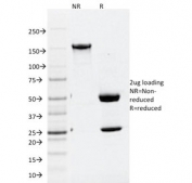 SDS-PAGE analysis of purified, BSA-free ATG5 antibody (clone ATG5/2101) as confirmation of integrity and purity.