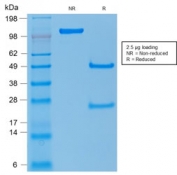 SDS-PAGE analysis of purified, BSA-free p53 antibody (clone TP53/1739) as confirmation of integrity and purity.