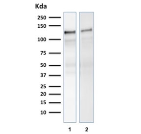 Western blot testing of human 1) U-87 MG and 2) ThP-1 cell lysate with Vinculin antibody. Predicted molecular weight ~124 kDa.