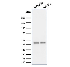 Western blot testing of human cell lysates with PD-L1 antibody (PDL1/2746). Expected molecular weight ~34 kDa (unmodified), 45-70 kDa (glycosylated).