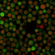 Immunofluorescent staining of human Jurkat cells with PD-L1 antibody (clone PDL1/2746) and a CF488 labeled secondary (green). Nuclei were counterstained with Reddot (red).