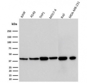 Western blot testing of mouse and human cell lysates with PD-L1 antibody (PDL1/2746). Expected molecular weight ~34 kDa (unmodified), 45-70 kDa (glycosylated).