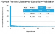 Analysis of HuProt(TM) microarray containing more than 19,000 full-length human proteins using TCL1 antibody (clone TCL1/2078). These results demonstrate the foremost specificity of the TCL1/2078 mAb. Z- and S- score: The Z-score represents the strength of a signal that an antibody (in combination with a fluorescently-tagged anti-IgG secondary Ab) produces when binding to a particular protein on the HuProt(TM) array. Z-scores are described in units of standard deviations (SD's) above the mean value of all signals generated on that array. If the targets on the HuProt(TM) are arranged in descending order of the Z-score, the S-score is the difference (also in units of SD's) between the Z-scores. The S-score therefore represents the relative target specificity of an Ab to its intended target.