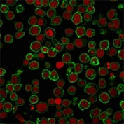 Immunofluorescent staining of PFA-fixed human Jurkat cells with CD45 antibody (clone BRA55, green) and Reddot nuclear stain (red).