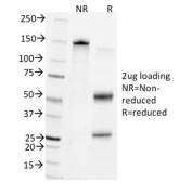 SDS-PAGE analysis of purified, BSA-free CD45 antibody (clone Bra55) as confirmation of integrity and purity.
