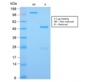 SDS-PAGE analysis of purified, BSA-free recombinant CDX2 antibody (clone CDX2/2951R) as confirmation of integrity and purity.