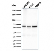 Western blot testing of human HEK293, HeLa and MCF-7 cell lysate with FAF1 antibody. Expected molecular weight ~74 kDa.
