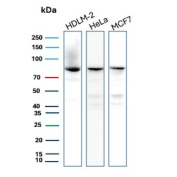 FAF1 Antibody WB HDLM-2 HeLa MCF7. Western blot analysis of Fas associated factor 1 / FAF1 expression in human HDLM-2, HeLa, and MCF7 cell lysates using FAF1 Antibody clone CPTC-FAF1-2. The FAF1 Antibody detects a band at approximately 70â80 kDa across all samples, consistent with the predicted molecular weight of FAF1, supporting detection of the full-length protein in multiple human cell lines.