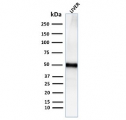 Western blot testing of human liver lysate with recombinant Adipophilin antibody. Predicted molecular weight ~48 kDa.